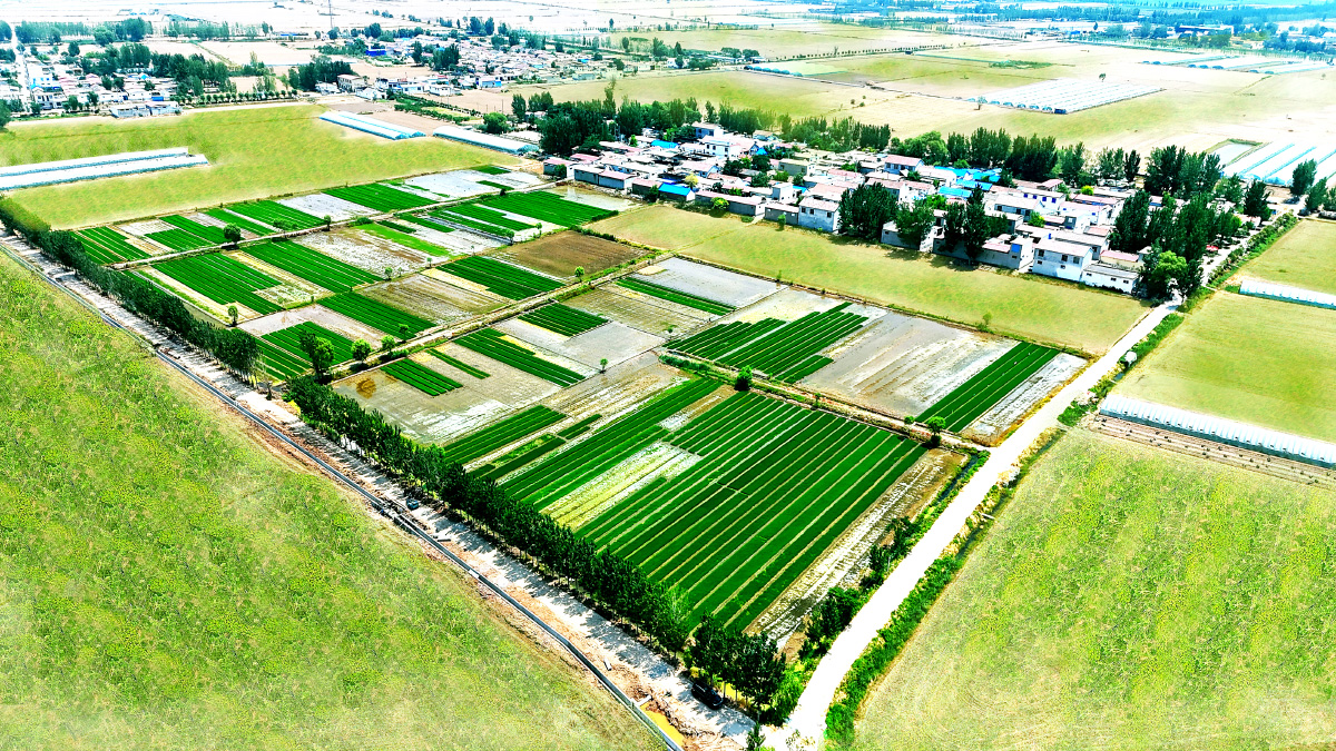 济宁市任城区高标准农田建设项目